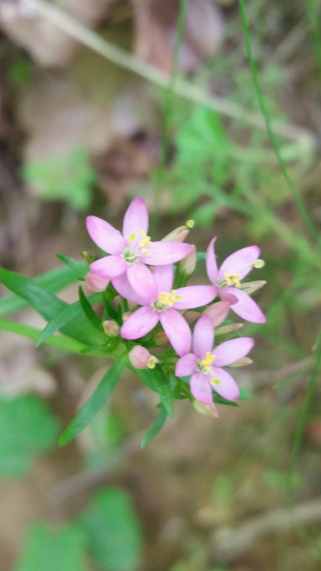 Centaurium erythraea, Gentianaceae